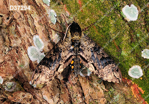 Manduca brasiliensis